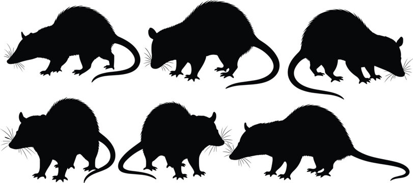 Wild opossum marsupial black silhouette vector set featuring various nocturnal animal shapes isolated on transparent background