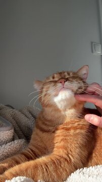 Orange cat enjoying how woman petting him with hand, scratching his heck at home. Domestic life with pets