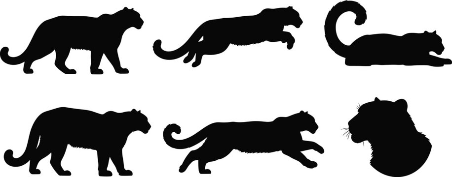 Snow leopard wild cat black silhouette vector set featuring running and stalking animal shapes isolated on transparent background