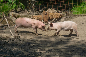 A wide shot of two pink domestic pigs interacting and touching snouts in a muddy outdoor enclosure on a sunny day at a rural farm with a wooden fence and forest background. © Lana Pietukhova
