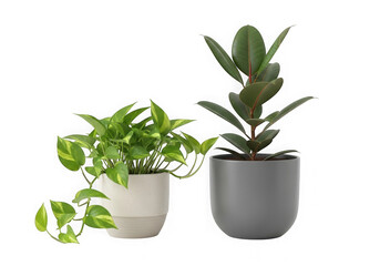 Fototapeta premium Two green indoor house plants in modern ceramic pots