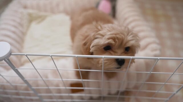 Cute, small, fluffy puppy with big eyes sits in soft, plush bed inside white playpen. Adorable little dog looks curiously at camera, turns its head, and looks back again