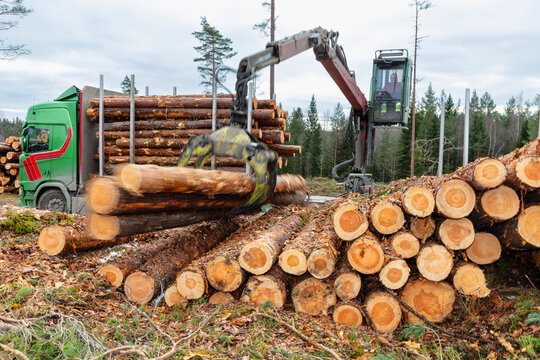 Feller buncher stacking tree logs in lumberyard