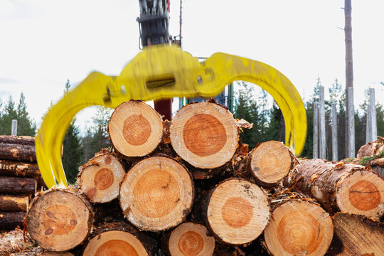 Feller buncher picking up tree logs