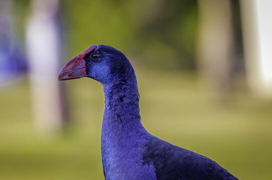 Nature wildlife image of Black-faced Swamphen hiding on paddy field