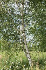 Fototapeta premium Tall white birch trees with lush green foliage growing in sunny meadow, slender trunks surrounded by wild grass under soft summer light, tranquil forest landscape, natural countryside concept