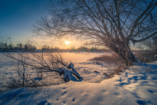 Beautiful winter sunset landscape with a large old willow tree on the shore of a frozen, snow-covered lake. Golden sunlight illuminating the fresh snow during golden hour.