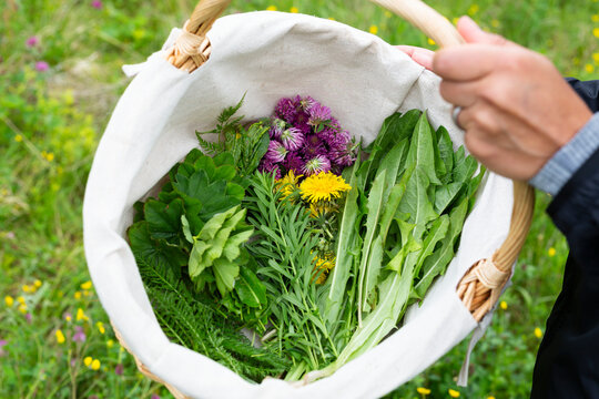 High angle view of woman holding basket of medicinal plants