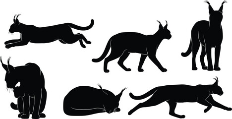 Caracal silhouettes collection vector illustration of wild african felines walking running lying down and grooming on transparent background © Olivia