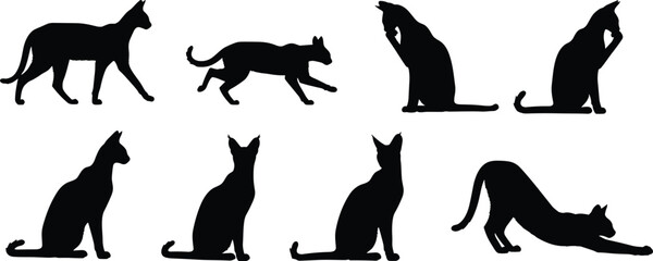 Serval cat silhouettes collection vector illustration of exotic african wild felines grooming sitting and walking on transparent background © Olivia