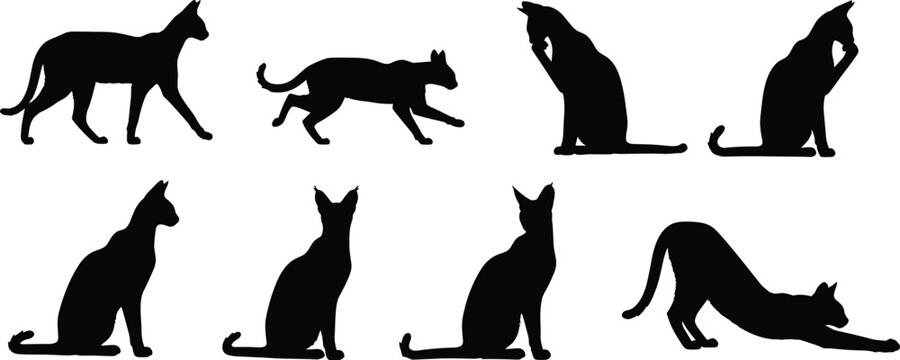 Serval cat silhouettes collection vector illustration of exotic african wild felines grooming sitting and walking on transparent background
