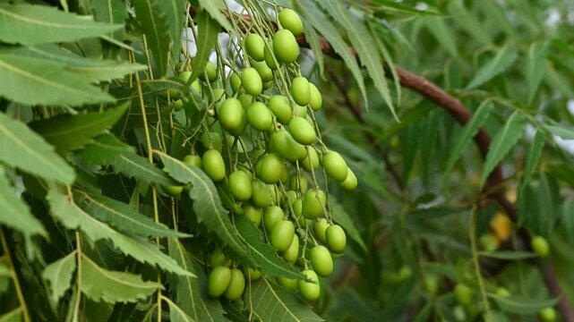 Fresh Neem fruit on tree with leaf on nature background, A leaves of neem tree and fruits growing natural medicinal. Azadirachta indica