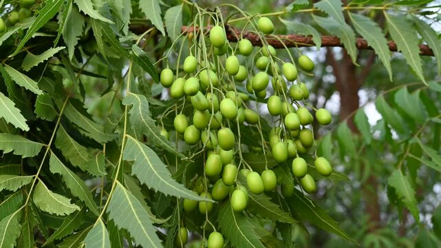 Fresh Neem fruit on tree with leaf on nature background, A leaves of neem tree and fruits growing natural medicinal. Azadirachta indica