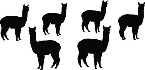 Alpaca farm animal black silhouette vector set featuring various standing camelid wildlife shapes isolated on transparent background © Olivia