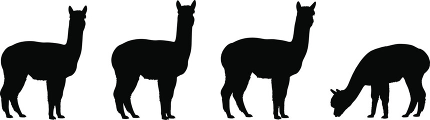 Alpaca animal black silhouette vector graphics collection isolated on transparent background © Olivia