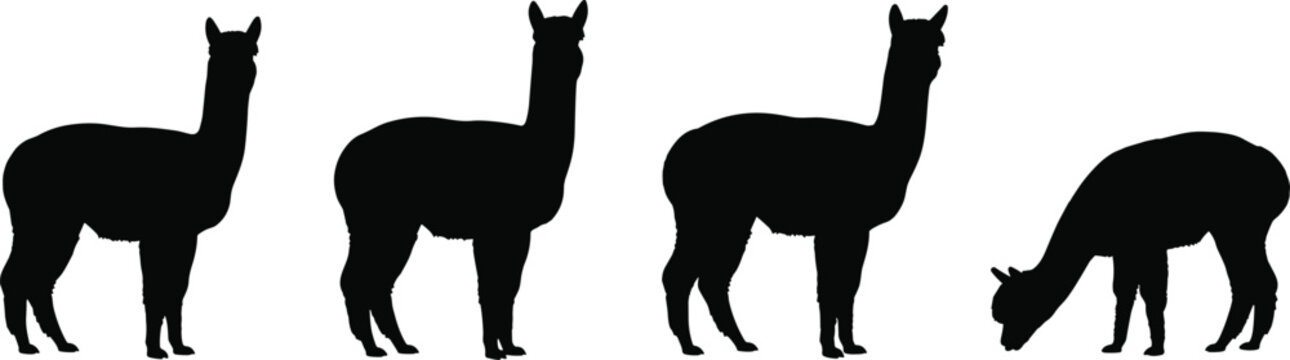 Alpaca animal black silhouette vector graphics collection isolated on transparent background