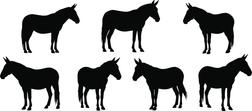 Domestic mule animal black silhouette vector pack featuring various working donkey hybrid shapes isolated on transparent background