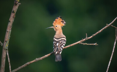 Eurasian hoopoe bird in early morning light ( Upupa epops ) © Hamza