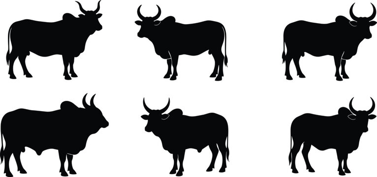 Humped zebu cattle black silhouette vector pack featuring various horned bull livestock shapes isolated on transparent background