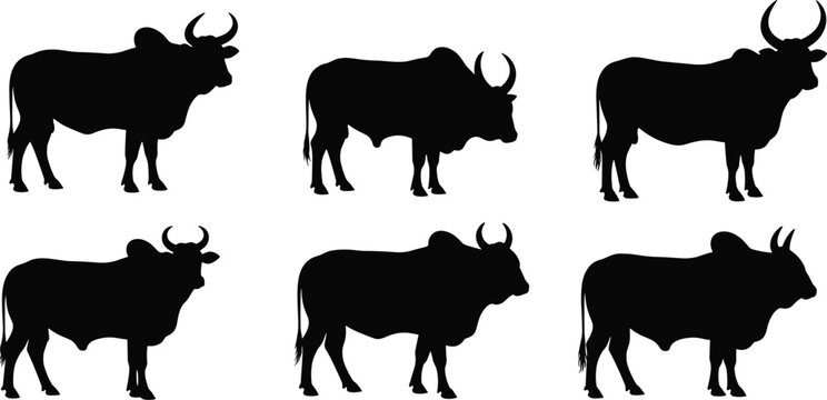 Zebu hump cattle wild bull black silhouette vector set with various horned livestock shapes isolated on transparent background