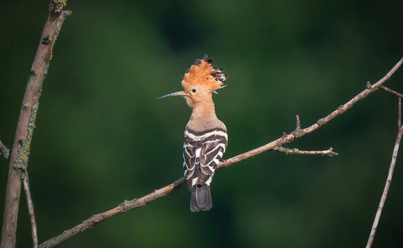 Eurasian hoopoe bird in early morning light ( Upupa epops )