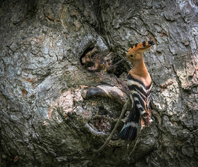 Eurasian hoopoe bird in early morning light ( Upupa epops ) © Hamza