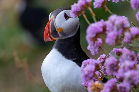 Atlantic puffin also know as common puffin is a species of seabird in the auk family. Iceland, Norway, Faroe Islands, Newfoundland and Labrador in Canada are known to be large colony of this puffin.