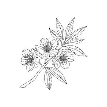 Sketch style heather flower with green leaves illustration