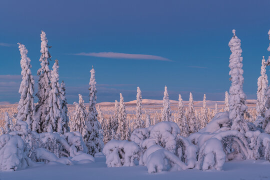 Shot of trees covered with snow against blue sky