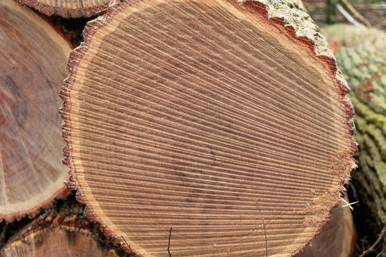 Close-up shot of wood log