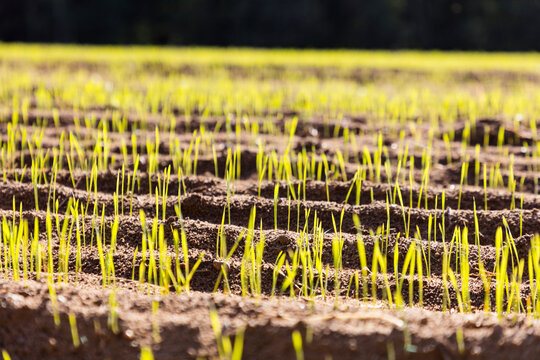 Rows of young saplings growing on soil in farm