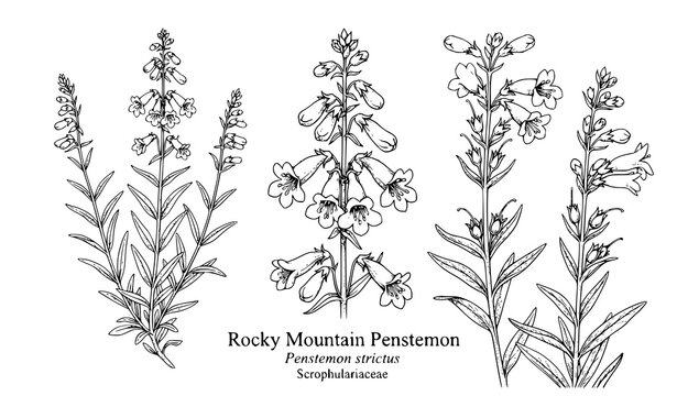 Rocky Mountain Penstemon floral sketch vector isolated on white