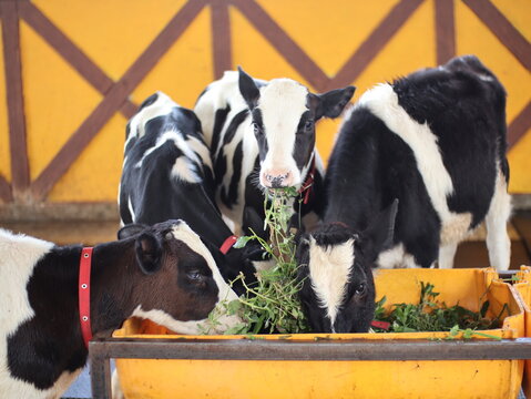 Close-up of small baby cows with red collars chewing green fodder on a dairy farm