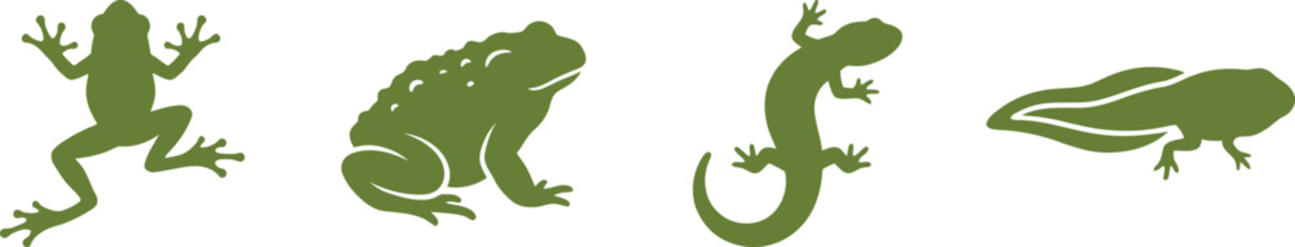 Set of green vector silhouettes featuring a frog, climbing gecko lizard, toad, and swimming tadpole isolated on a white background for nature and wildlife designs.