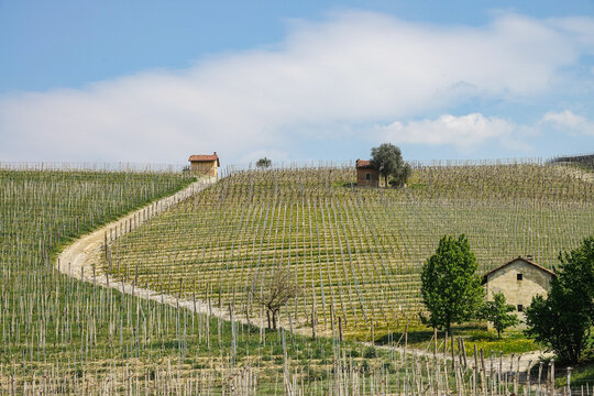 Aerial view of the rolling hills and rows of vineyards with small stone farmhouses and a winding dirt path under a clear blue sky in Barolo, Piedmont, Italy.