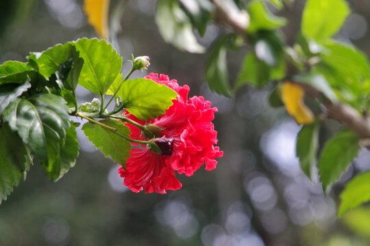Side view macro shot of a vibrant double red hibiscus flower blooming among lush green leaves.