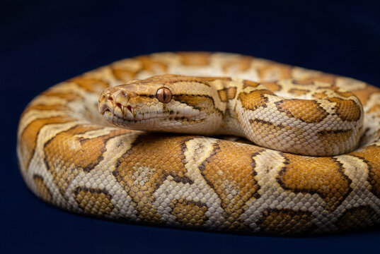 A golden thai python snake with a prominent pattern is coiled on a dark blue background