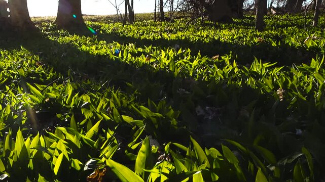 Bright green wild garlic leaves covering a forest floor in early spring, illuminated by the warm sunlight filtering through the trees, creating beautiful shadows and highlights on the foliage