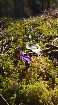 Delicate purple liverwort - hepatica - blooming amid vibrant green moss on the forest floor, soft sunlight filtering through trees as a spring breeze gently stirs petals