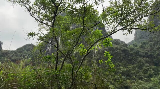 Limestone karst mountain peaks in Ninh Binh Vietnam, lush green tropical foliage, nature landscape, travel scenery, serene atmosphere