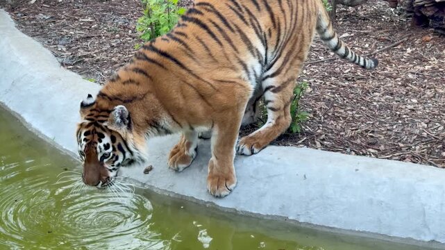 Tiger drinking water from pool in enclosure