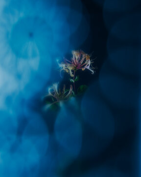 Honeysuckle flowers against blue-toned bokeh background