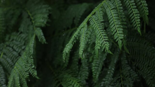 green fern leaves