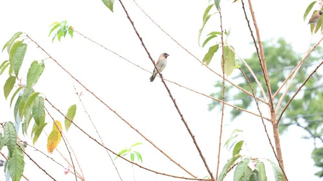 birds on the tree 