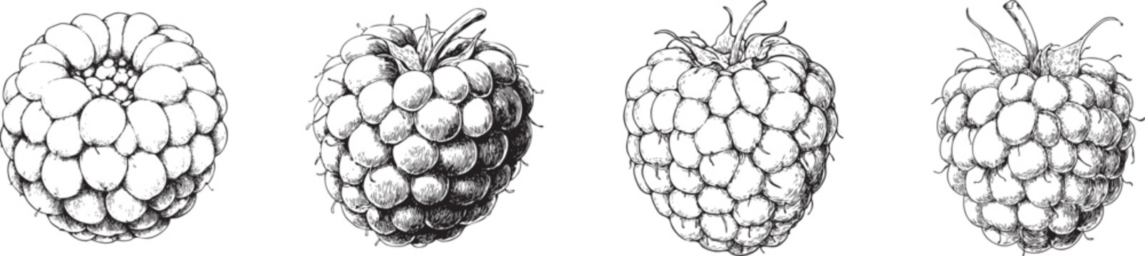 minimalist black and white vector outline drawing of a single raspberry fruit showing drupelet details