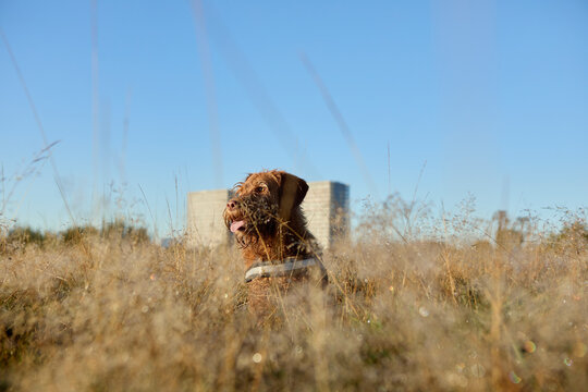 Pudelpointer dog sitting amidst dry grass land under clear sky