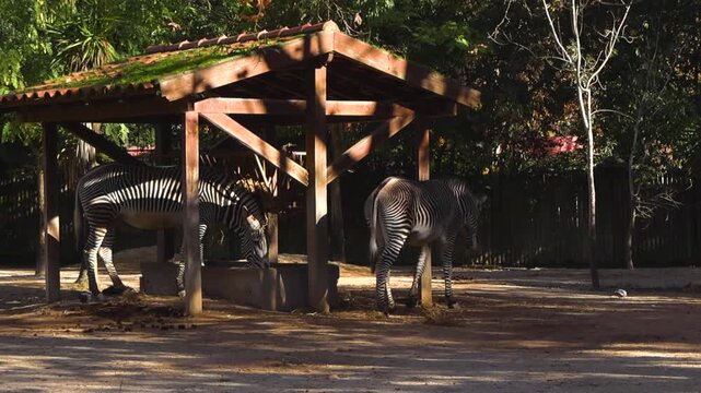 Group of beautiful Grevy's zebras with their distinctive narrow stripes eating hay under a wooden structure in a zoo enclosure on a sunny day with dappled light and shadows