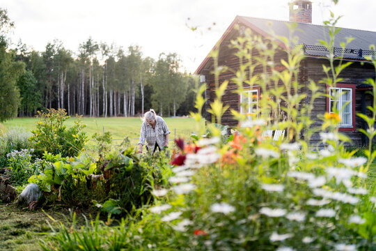 Senior woman examining plants in garden at sunny day