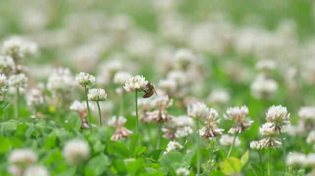 シロツメクサの花畑で集密するミツバチ