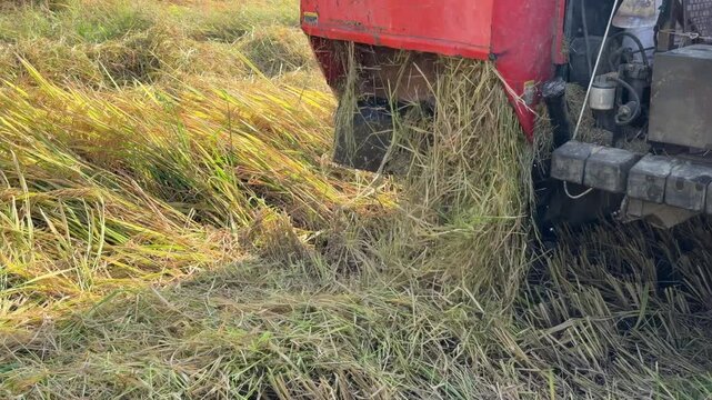 A combine harvester collects rice as separated straw discharges from the rear of the machine while moving across the field. Food production.